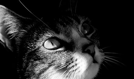 gato